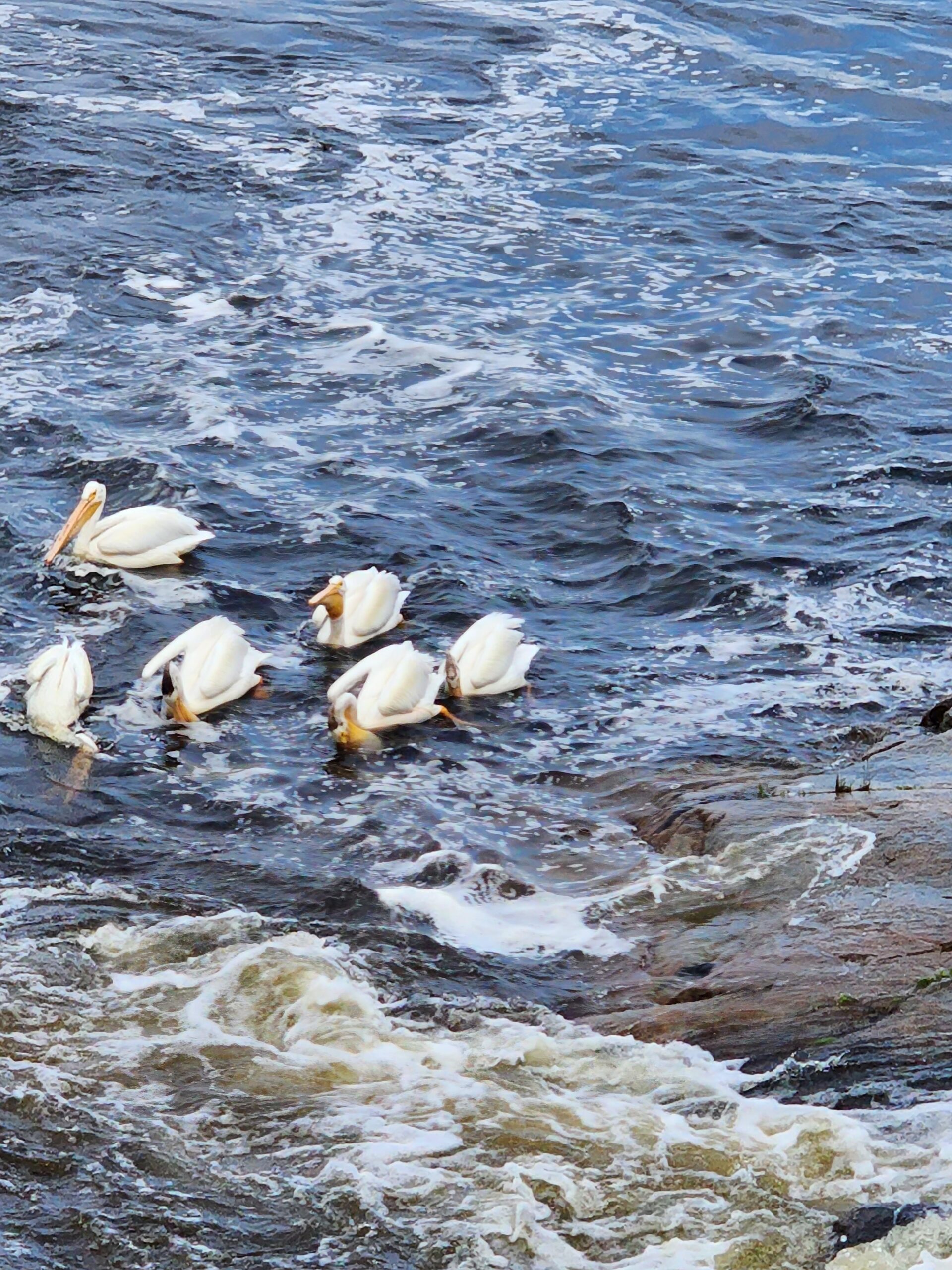 Water birds 1