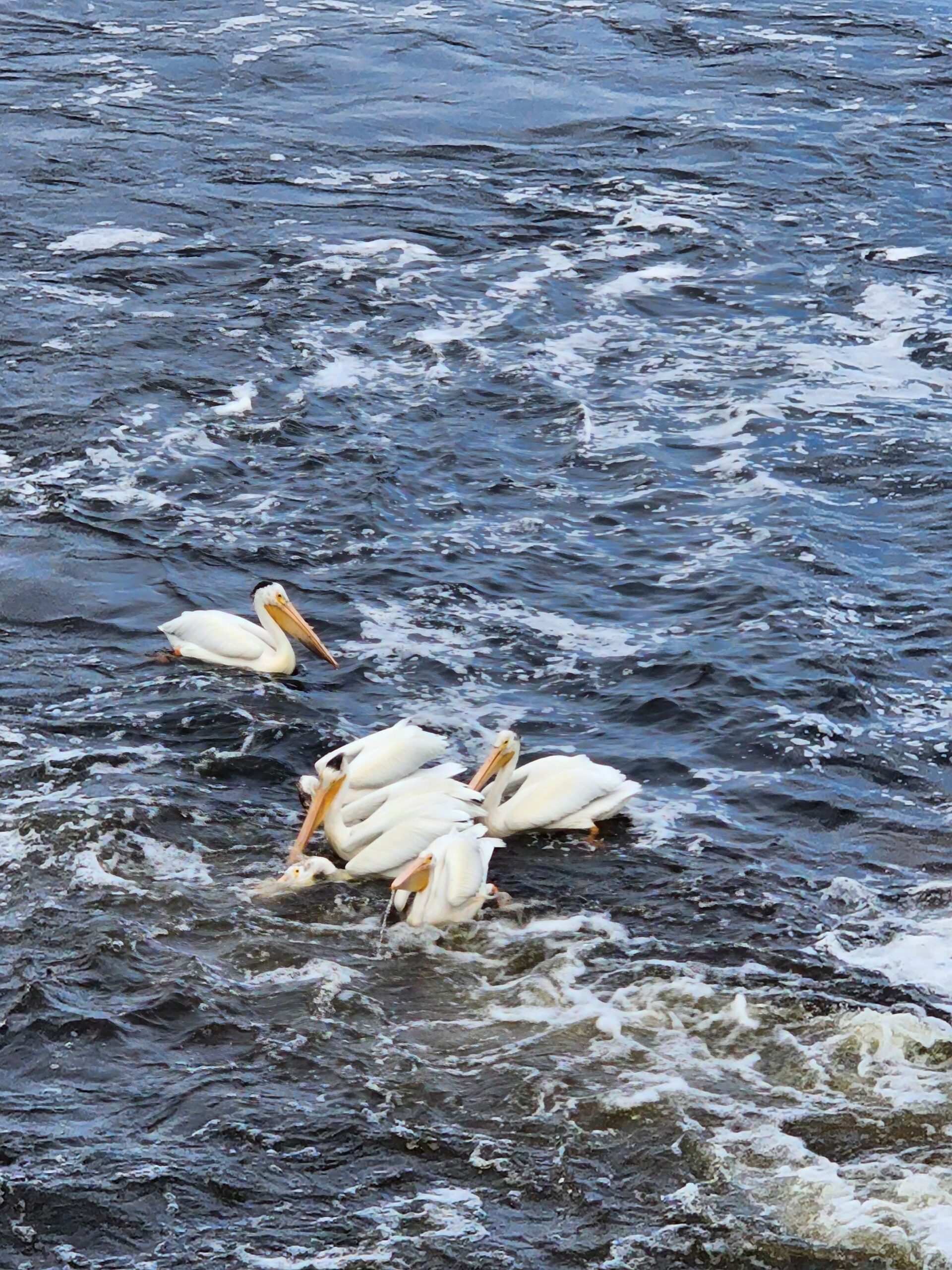 Water birds 2